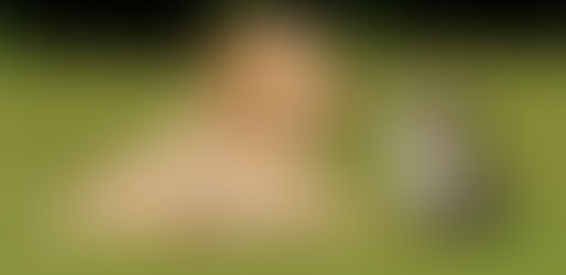 Animais – Nosso Lar