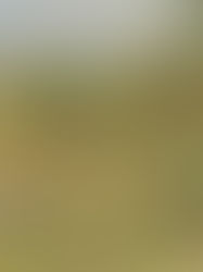 Psychologue pour dépression