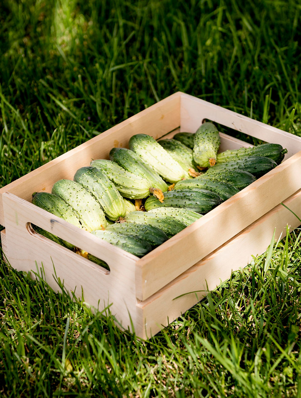 netfruit-proveedores-frutas-hortalizas.jpg