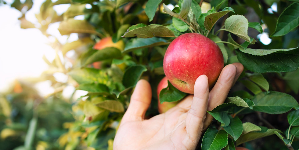 netfruit-comercio-hortofruticola-espana.jpg
