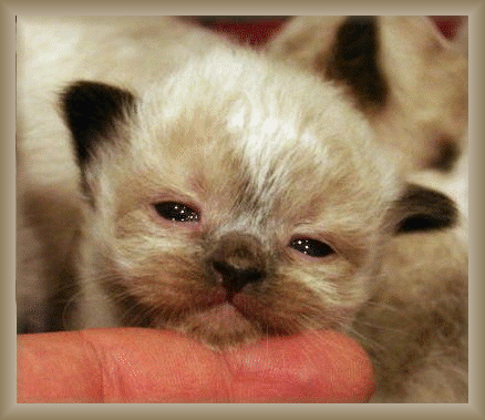 kittenphoto.gif
