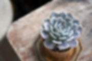 Table Plant
