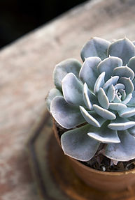 Table Plant