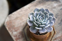 Table Plant