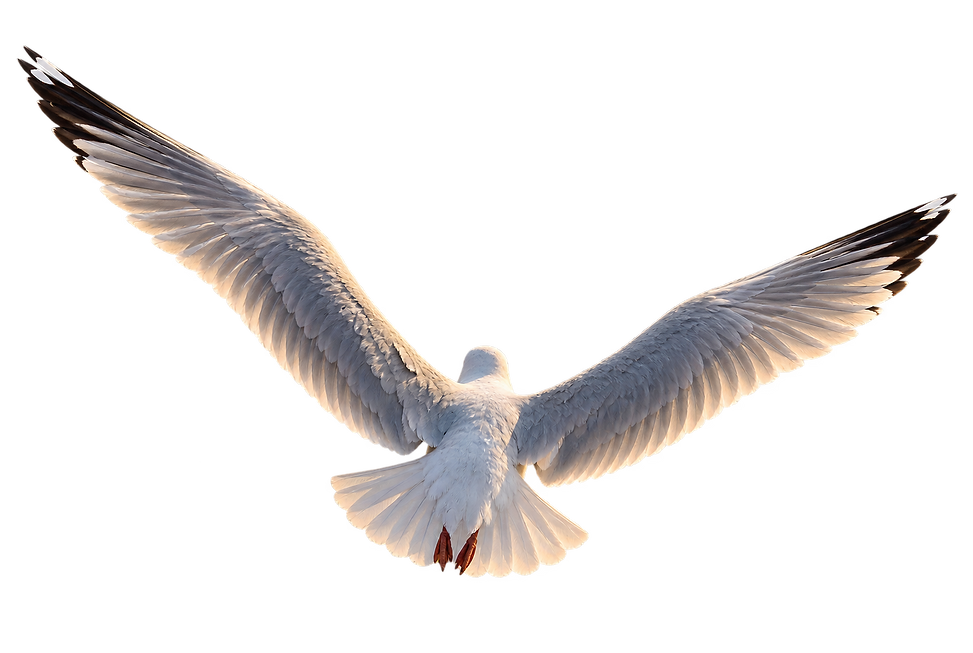 IMG_7867.png