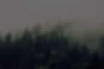 Misty Woodland_edited_edited.jpg