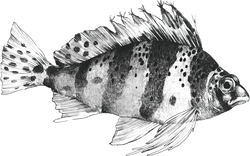 mono_サラサゴンベ