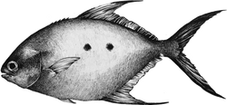 monoコバンアジ