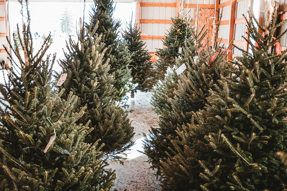 Plantation de sapins de Noël naturels près de Lyon, illustrant la culture durable et éco-responsable soutenue par TS Sapins.