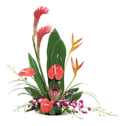 copy of Vision of Beauty