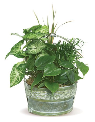 copy of Hardy Houseplant Mix