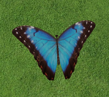 morpho butterfly.png
