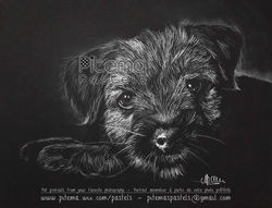 chien border terrier Juniper Cweb