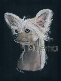Chinese crested Dog - Chinois à crêt