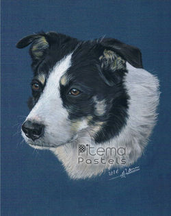 Border collie C web