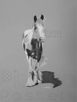 tryptique irish cob piebald pastel