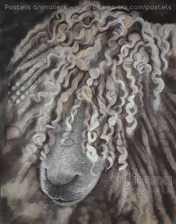 leicester longwool mouton pastels