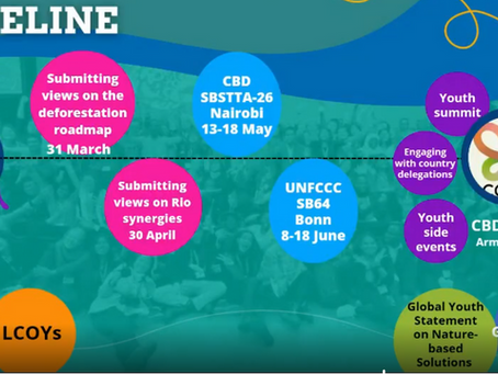 COP30 Unpacked: A GYBN Roundtable Reflection on Youth, Forests and Hope