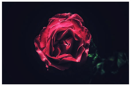A moody, overhead shot of a vibrant pinkish-red rose with layered petals centered in the frame, set against a dark black backdrop with faint green leaves visible on the right.
