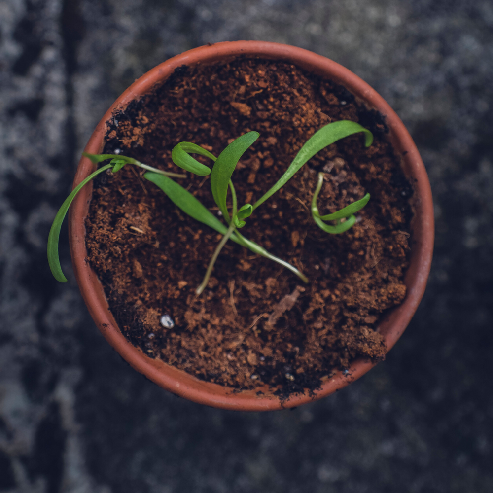 6 Easy Ways To Tell If Your Plants Need Watering