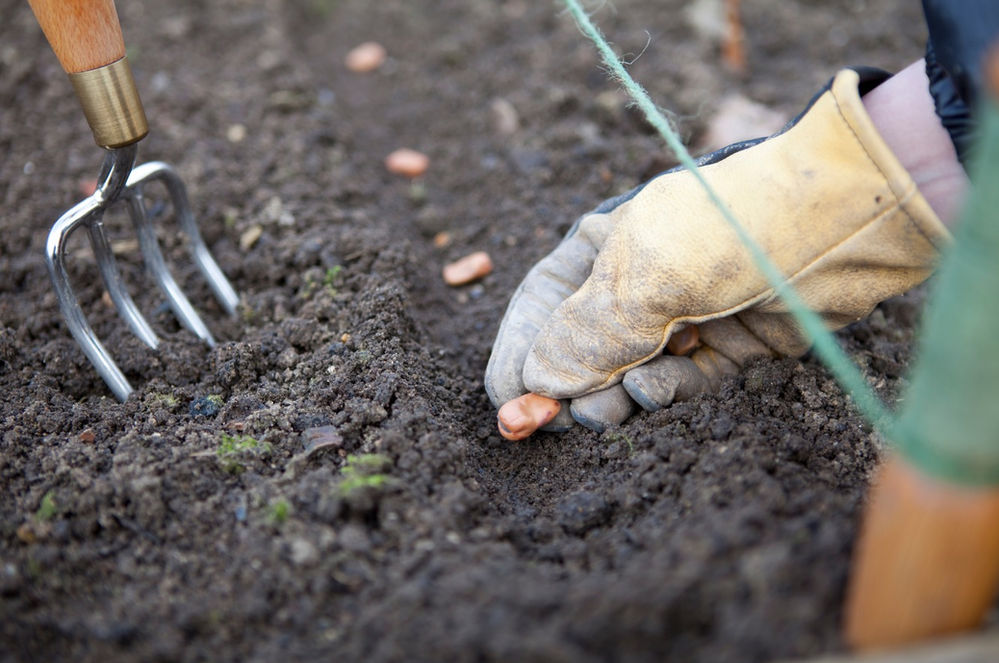 Growing Your Own in March a beginners guide to sowing outdoors