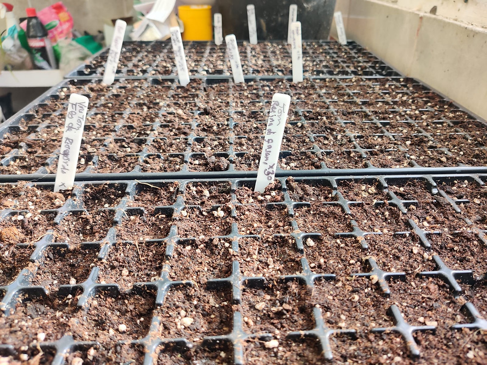 sowing seeds in a cell tray