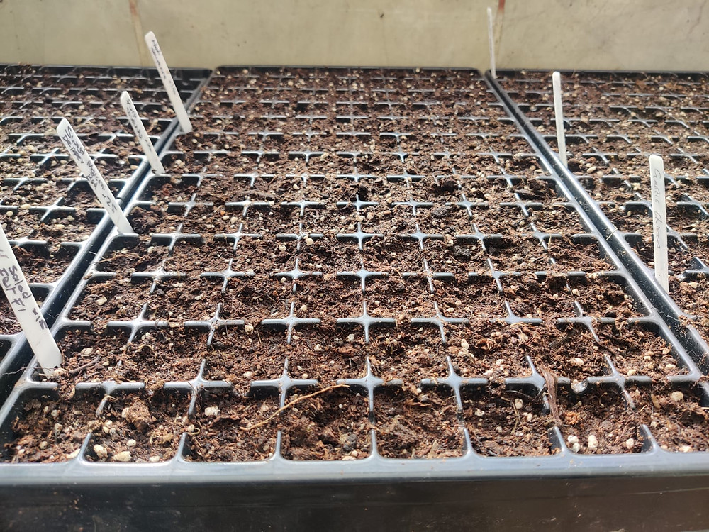 seed tray sown with seeds