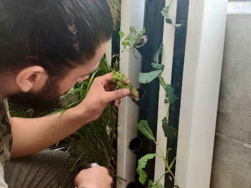 Growing at Home: Part 3 Transplanting Your Seedlings