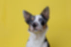 fotografo cani varese.jpg