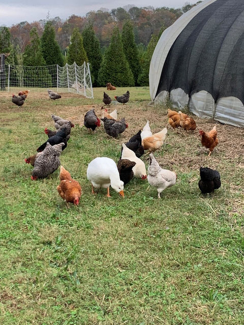 chickens.jpg