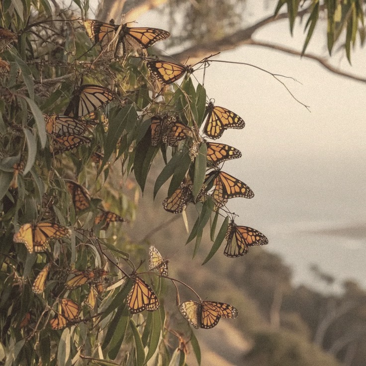 Monarch butterflies gathered together on eucalyptus branches above the Pacific Grove coast