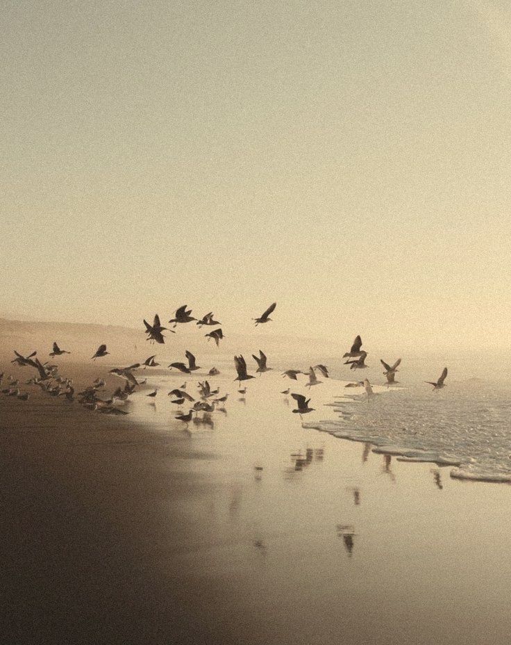 Seagulls lifting off a misty beach at the water's edge