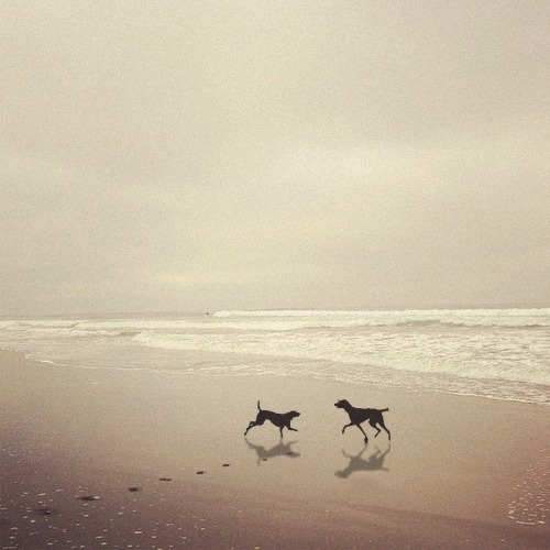 Asher and Olive on a quiet, misty beach