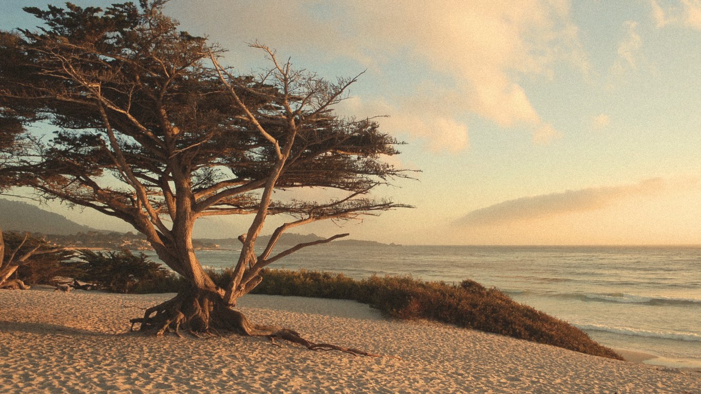 A Monterey cypress on Carmel Beach at golden hour