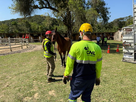 CNL amplia ações para prevenir presença de animais de grande porte nas rodovias
