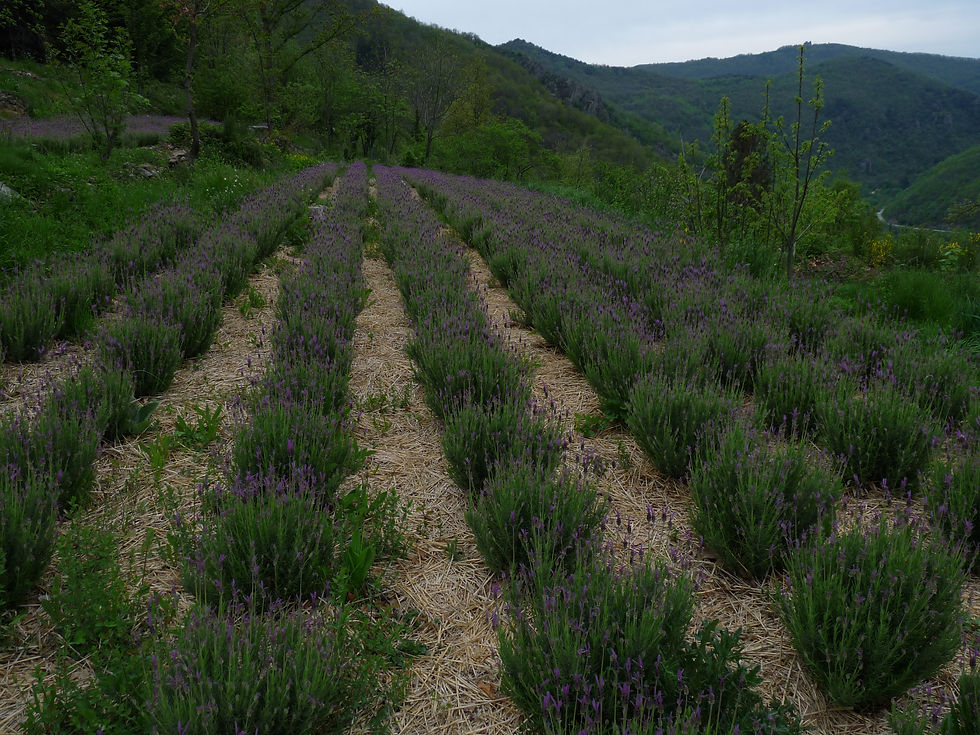 Miniature : huile essentielle direct producteur ardeche bio biodynamie lavande stoechas stochade papillon