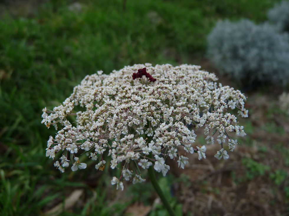 Miniature : hydrolat direct producteur ardeche bio biodynamie carotte sauvage
