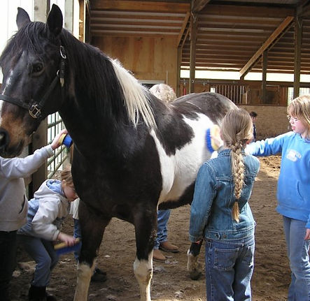 Grooming a horse.jpg
