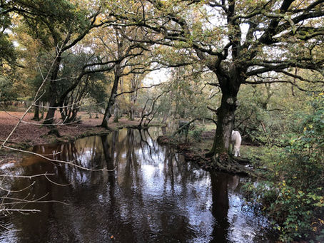 CARAVAN HOLIDAYS IN THE NEW FOREST