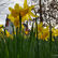 GREAT LATE DEALS ON EASTER HOLIDAYS ON HOBURNE BASHLEY PARK IN THE NEW FOREST