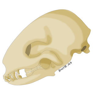 Teviathan skull.jpg