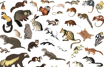 small animals.jpg