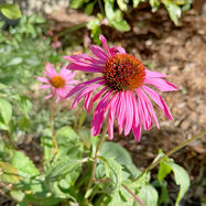 A pink-shaded purple coneflower blooms in the sunshine