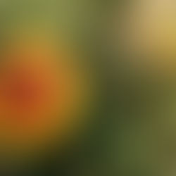 A bright orange and yellow flower in sunshine amid a jumbled growth of both green and dried-out straw-colored plants