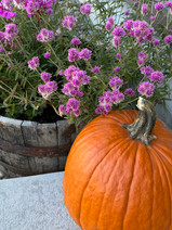 A bright orange pumpkin on concrete steps next to an old whiskey barrel filled with pink globe flowers.