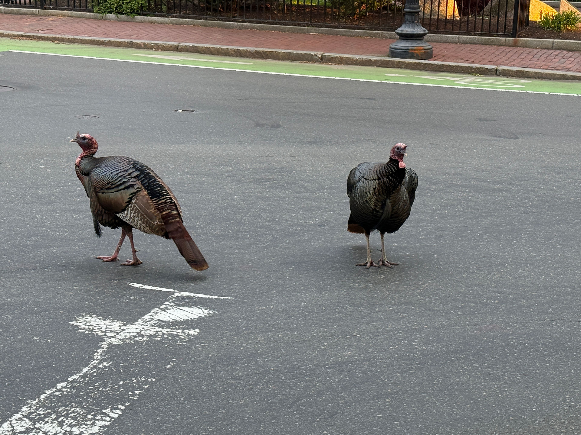 Free-range turkeys in the heart of Cambridge / Unofficial Harvard mascots 