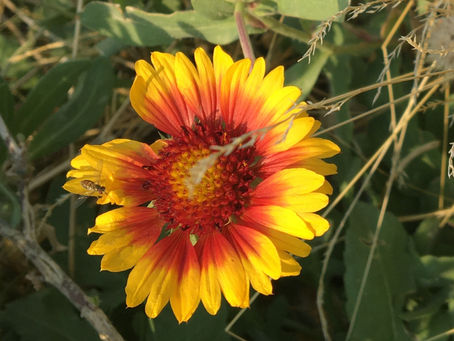 SUMMERFALL
