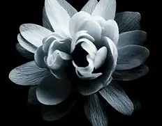 footer-flower.webp