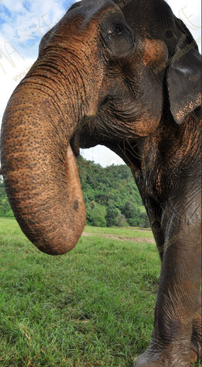 Blog 8 elephants 5.jpg