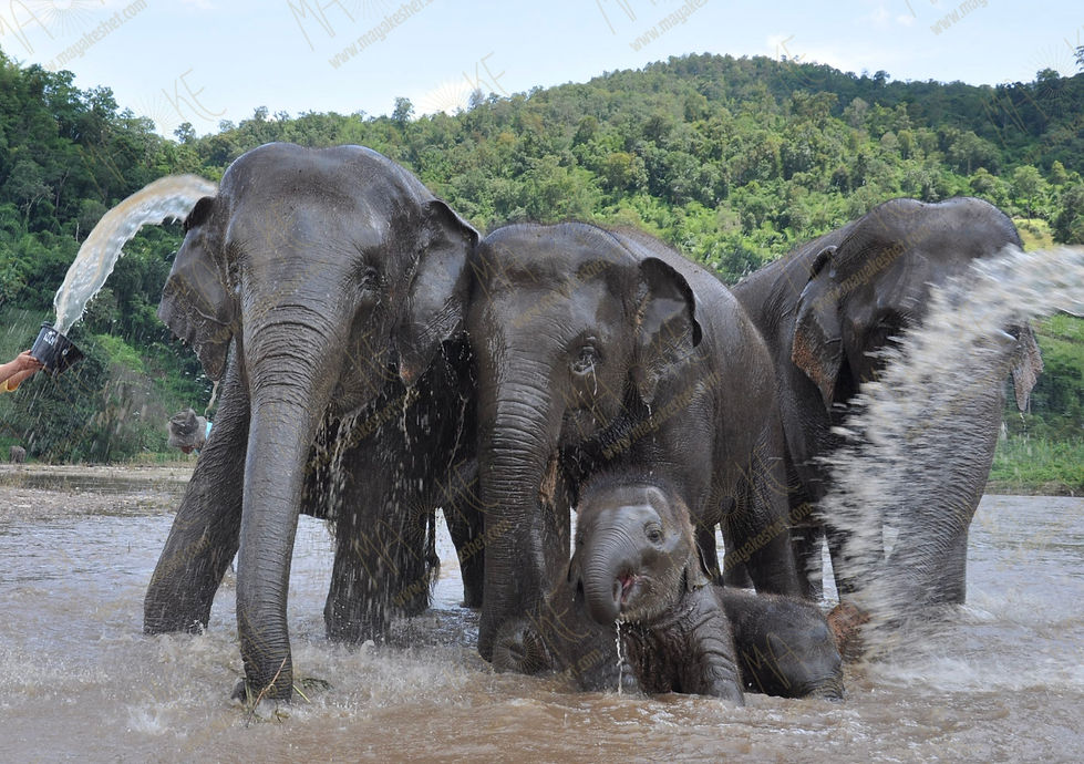 Blog 8 elephants 1.jpg